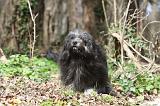 PETIT CHIEN LION 305